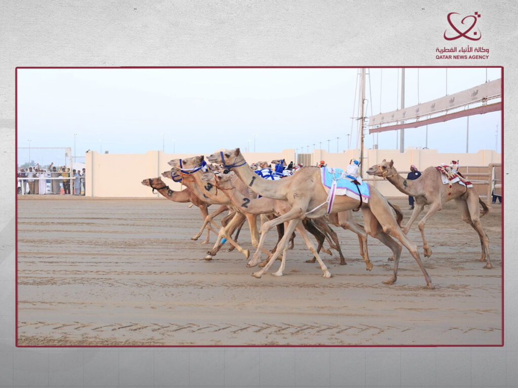 منافسات قوية لفئة الجذاع في ختام السباق المحلي الأول للهجن منافسات قوية لفئة الجذاع في ختام السباق المحلي الأول للهجن