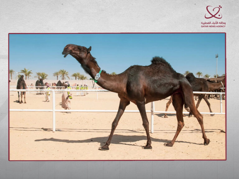 نادي قطر لمزاين الإبل يكشف تفاصيل النسخة الثالثة من مهرجان التحدي للمفاريد نادي قطر لمزاين الإبل يكشف تفاصيل النسخة الثالثة من مهرجان التحدي للمفاريد