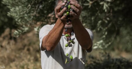 أزمة زيتون الضفة.. هل يواجه الذهب الأخضر خطر الضياع؟ أزمة زيتون الضفة.. هل يواجه الذهب الأخضر خطر الضياع؟
