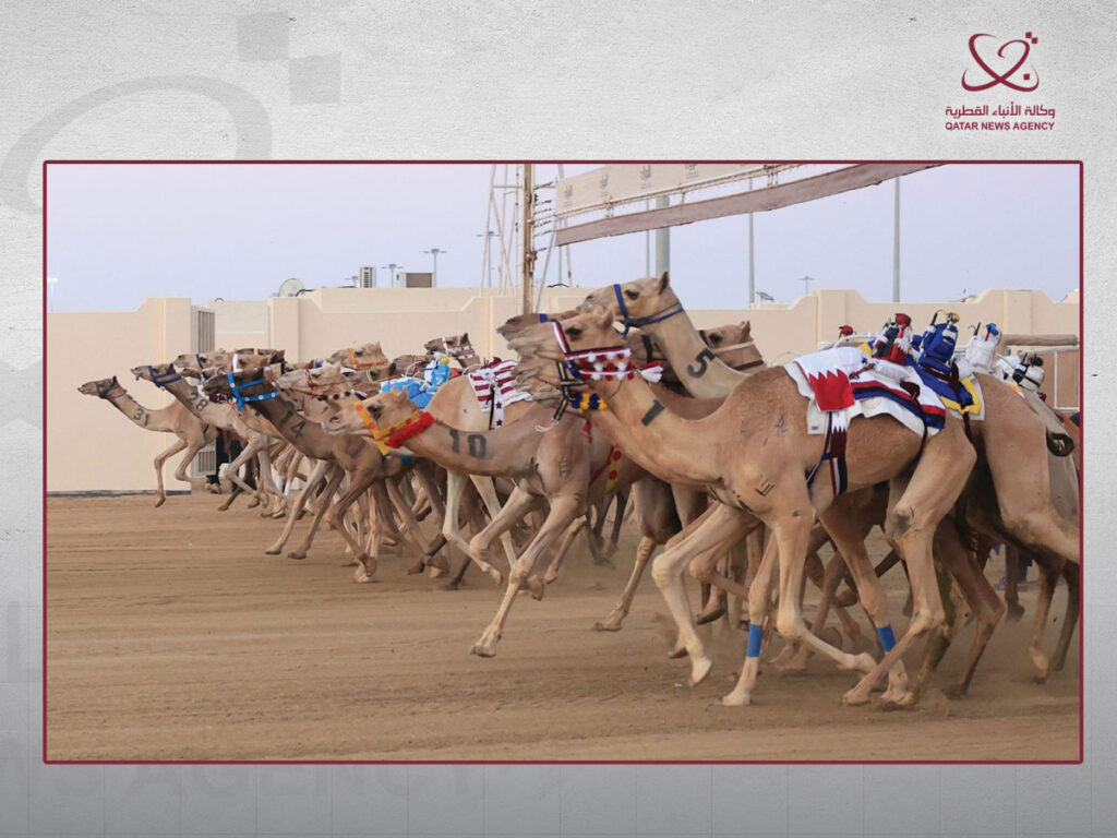 مستوى تنافسي عالٍ في منافسات الجذاع بالسباق المحلي الثالث للهجن العربية الأصيلة