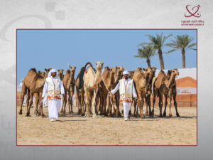 نادي قطر لمزاين الإبل يكثف استعداداته لانطلاق مهرجان التحدي للمفاريد