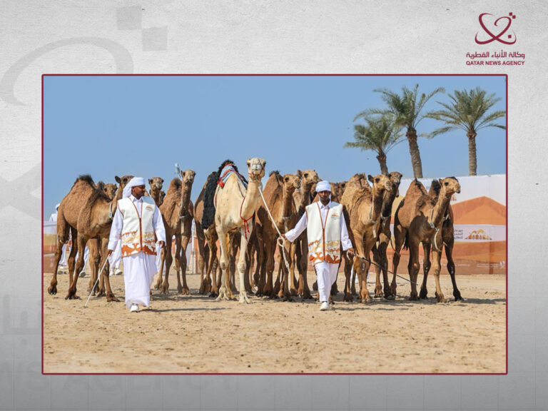 نادي قطر لمزاين الإبل يكثف استعداداته لانطلاق مهرجان التحدي للمفاريد نادي قطر لمزاين الإبل يكثف استعداداته لانطلاق مهرجان التحدي للمفاريد