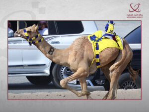 إثارة وندية في منافسات الحقايق بالسباق المحلي الثاني للهجن العربية الأصيلة