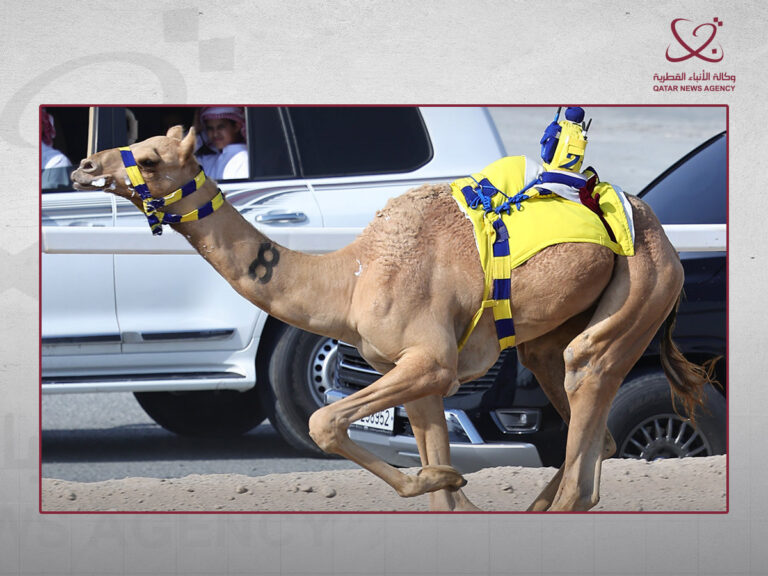 إثارة وندية في منافسات الحقايق بالسباق المحلي الثاني للهجن العربية الأصيلة إثارة وندية في منافسات الحقايق بالسباق المحلي الثاني للهجن العربية الأصيلة