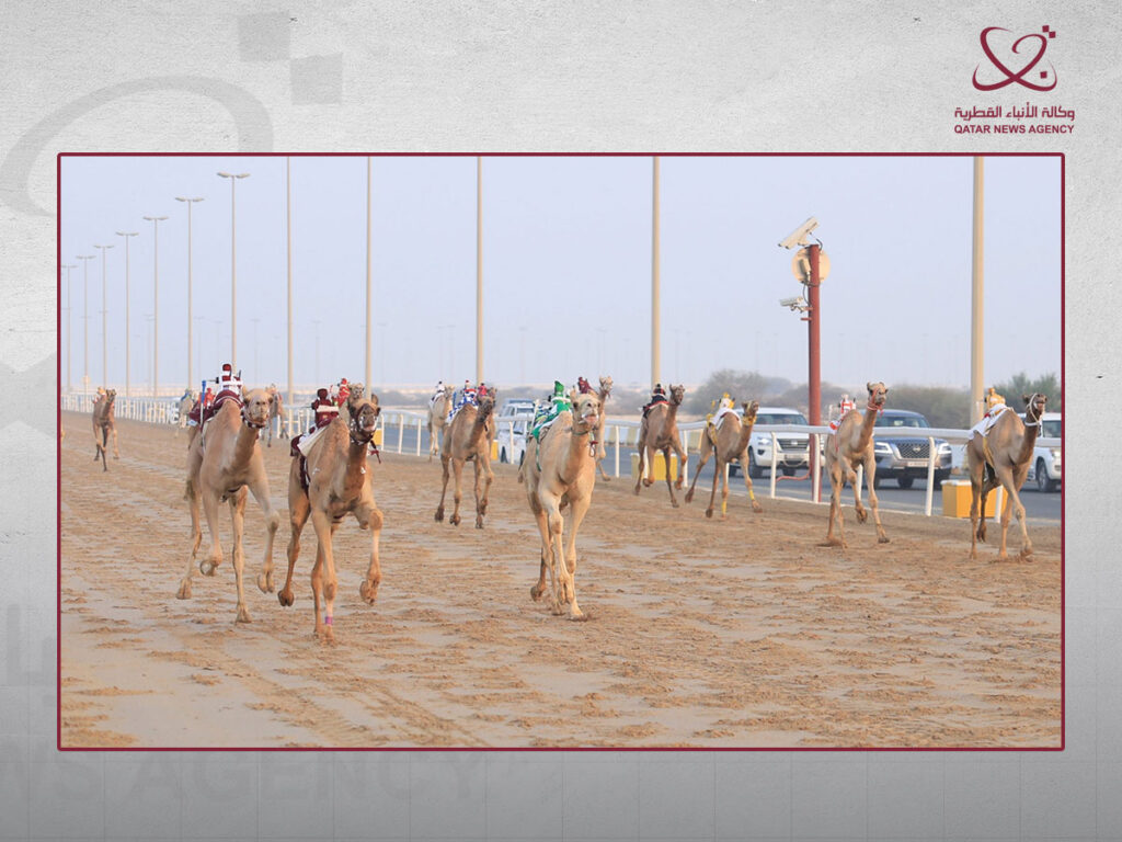 منافسات قوية في سابع أيام السباق المحلي الثاني للهجن لفئة اللقايا منافسات قوية في سابع أيام السباق المحلي الثاني للهجن لفئة اللقايا